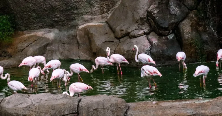 Are There Flamingos In Hawaii?