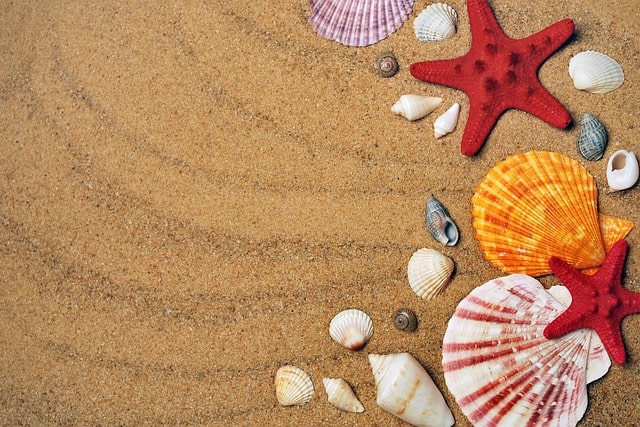 The History and Significance of Seashells in Hawaii