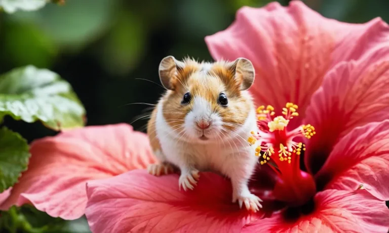 Why Are Hamsters Illegal In Hawaii?